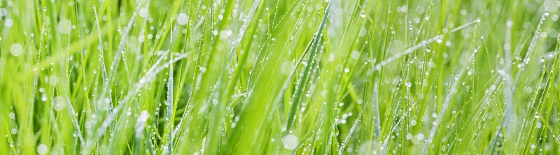 will water softener salt kill grass
